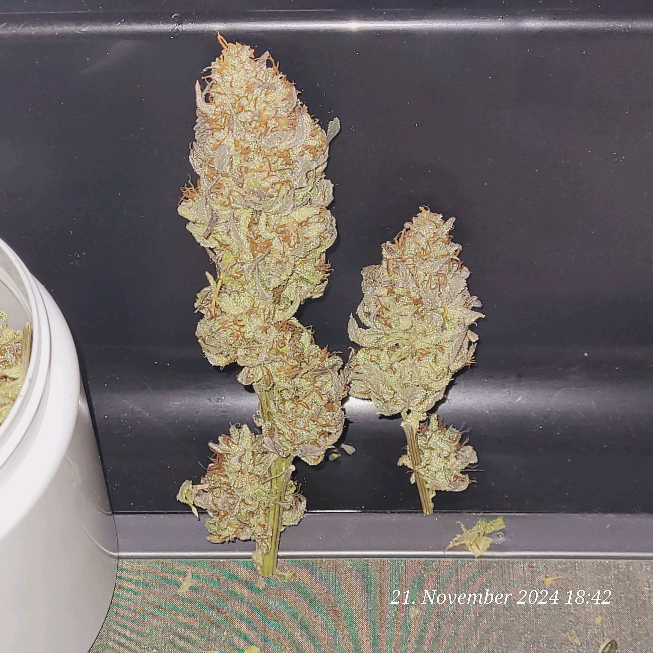 Lava Cake Klon #2 growlog photo 152