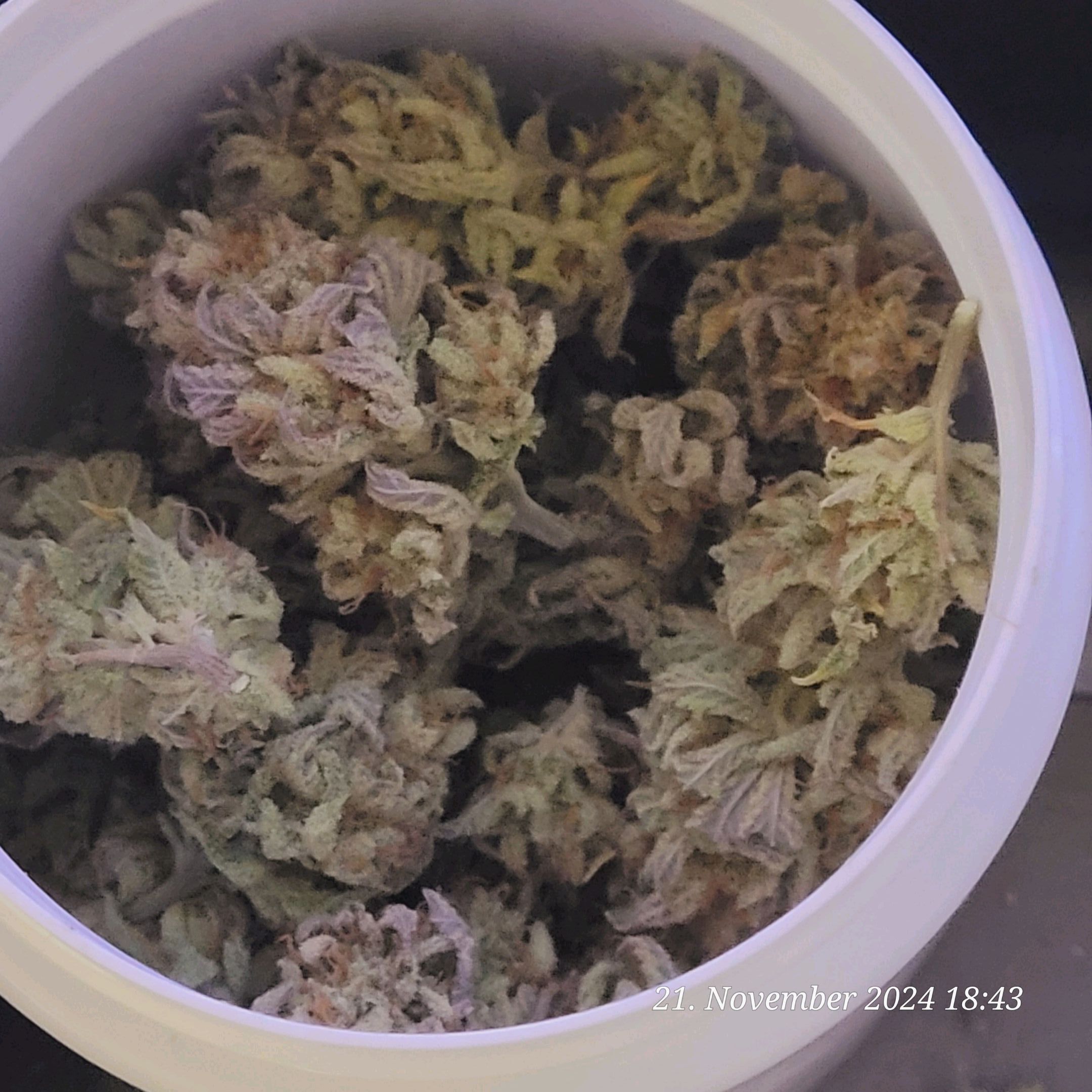 Lava Cake Klon #2 growlog photo 151