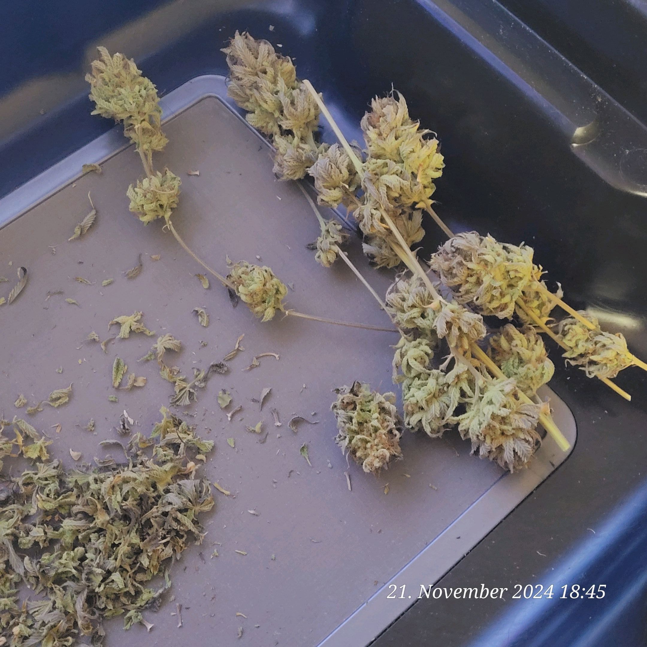 Lava Cake Klon #2 growlog photo 153