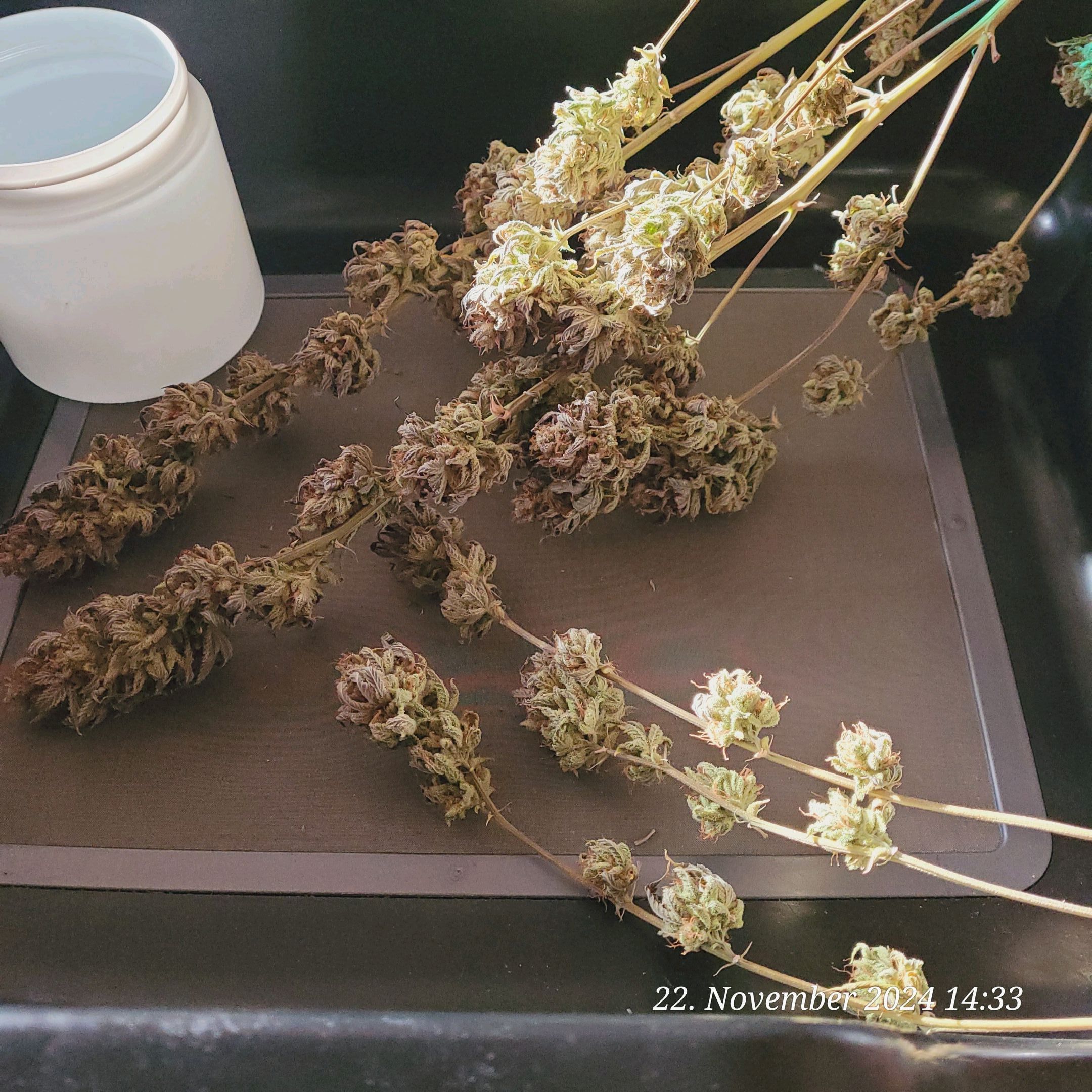 Lava Cake Klon #2 growlog photo 159