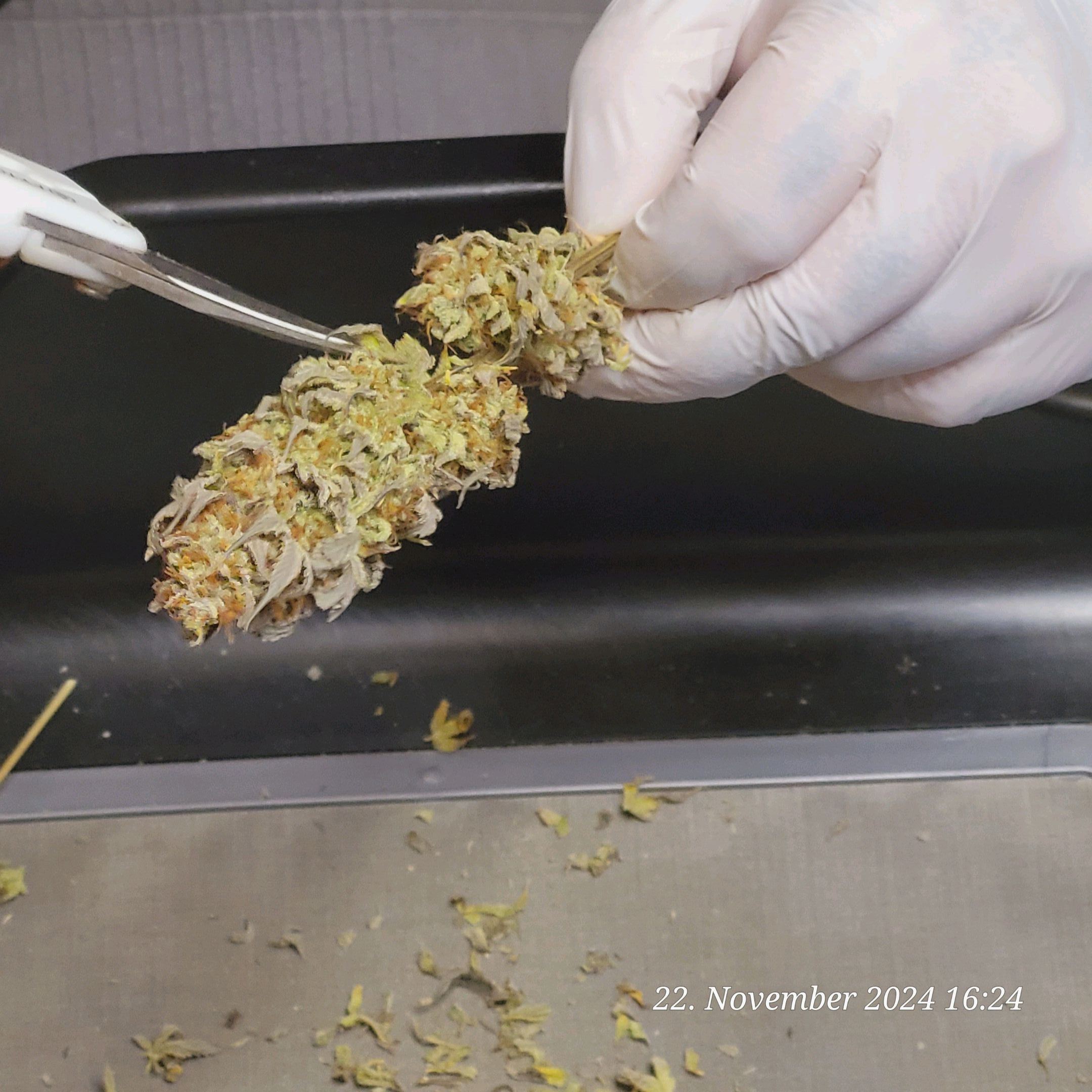 Lava Cake Klon #2 growlog photo 158