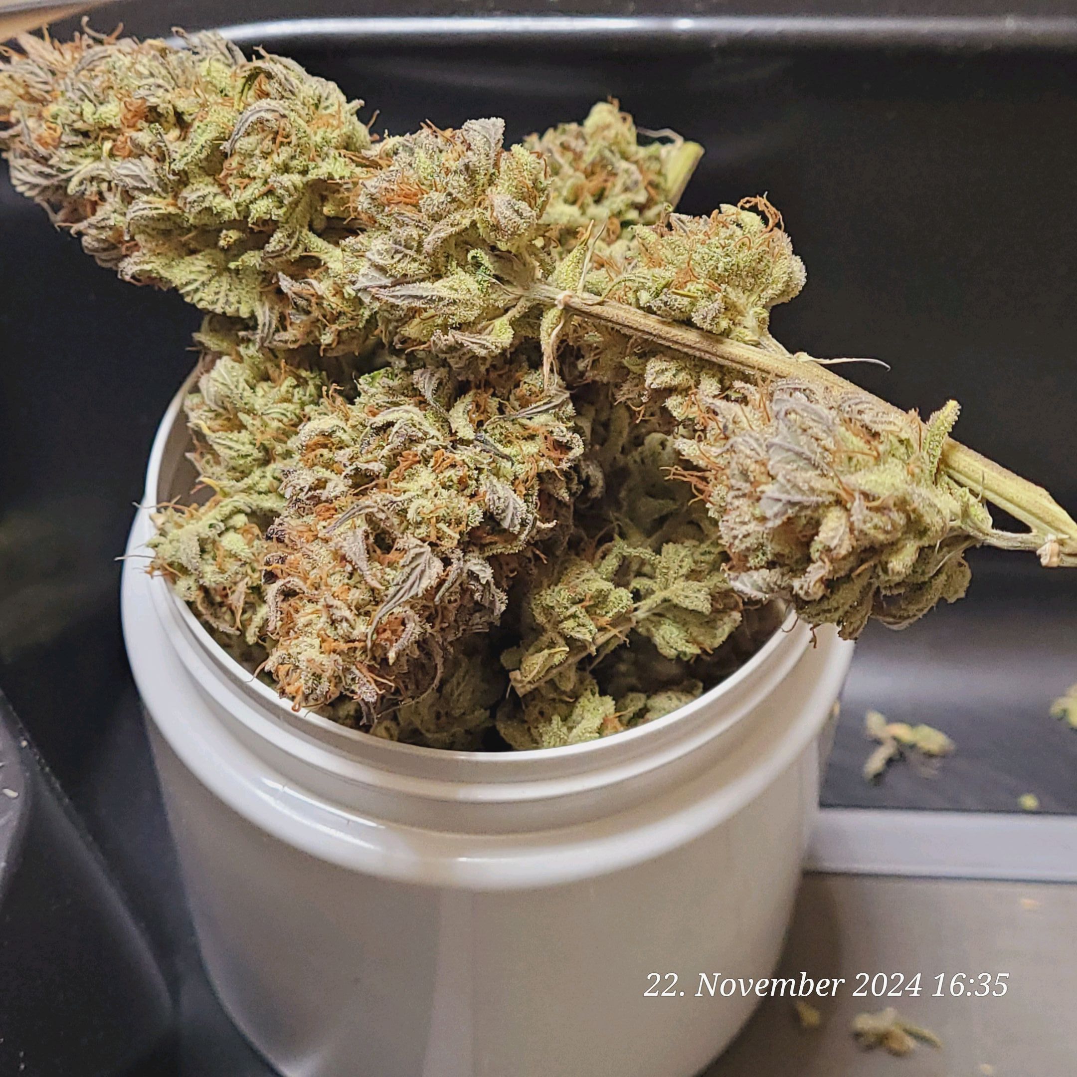 Lava Cake Klon #2 growlog photo 154