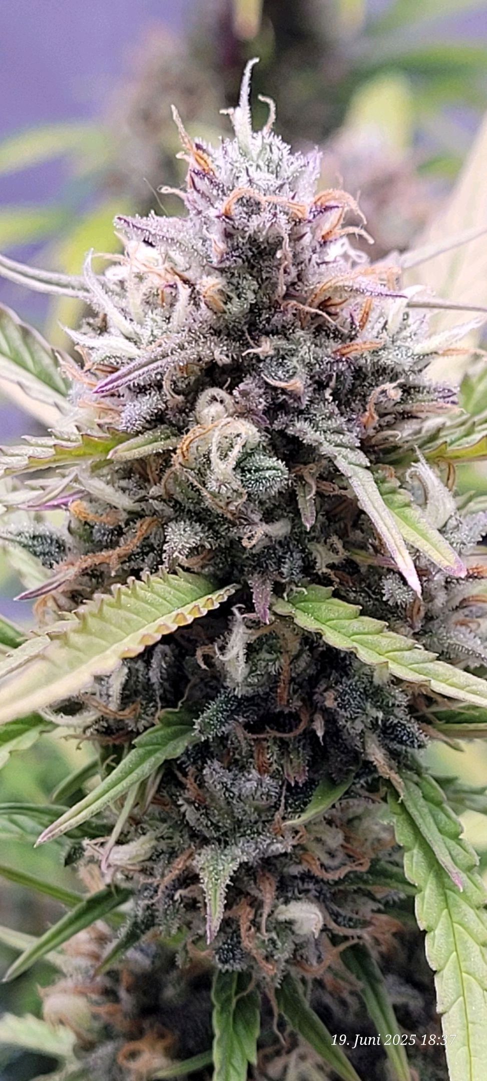 Gelato growlog header