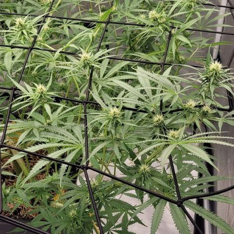 Anonymus growlog in Pflanzen Paul