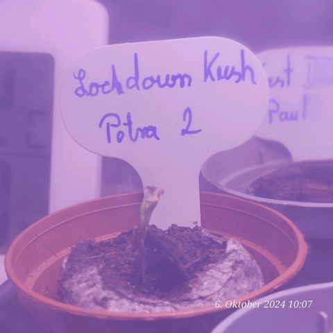 Lockdown Kush 2 Petra  growlog photo: Der nächste Keimling ist da