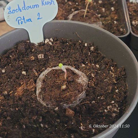 Lockdown Kush 2 Petra  growlog timeline photo