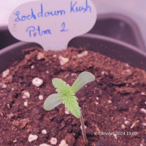 Lockdown Kush 2 Petra  growlog timeline photo