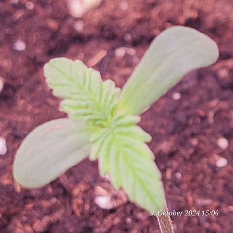 Lockdown Kush 2 Petra  growlog timeline photo