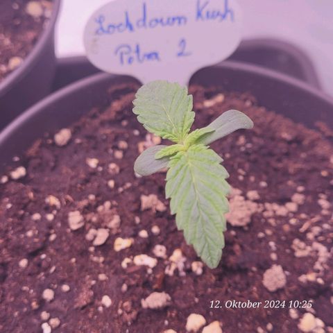 Lockdown Kush 2 Petra  growlog timeline photo
