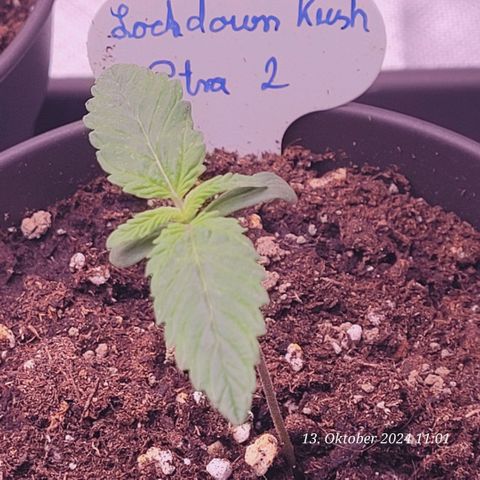 Lockdown Kush 2 Petra  growlog timeline photo