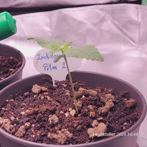 Lockdown Kush 2 Petra  growlog timeline photo