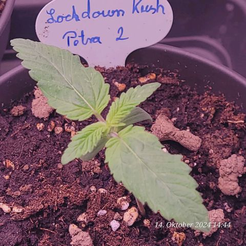 Lockdown Kush 2 Petra  growlog timeline photo