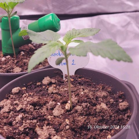 Lockdown Kush 2 Petra  growlog timeline photo