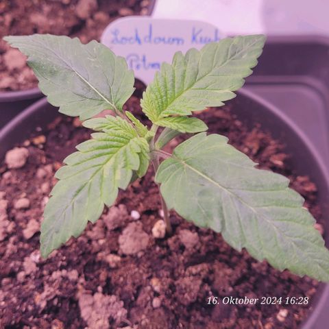 Lockdown Kush 2 Petra  growlog timeline photo