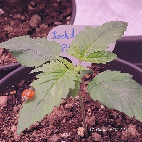 Lockdown Kush 2 Petra  growlog timeline photo