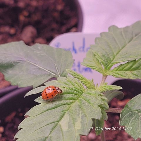 Lockdown Kush 2 Petra  growlog timeline photo