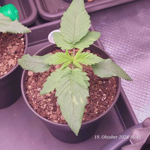 Lockdown Kush 2 Petra  growlog timeline photo