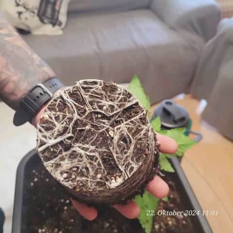 Lockdown Kush 2 Petra  growlog timeline photo