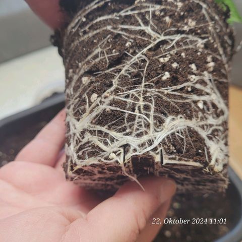 Lockdown Kush 2 Petra  growlog timeline photo