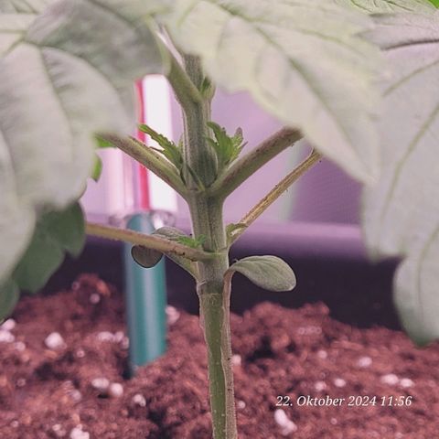 Lockdown Kush 2 Petra  growlog photo: Voll im um Topf Stress die arme 