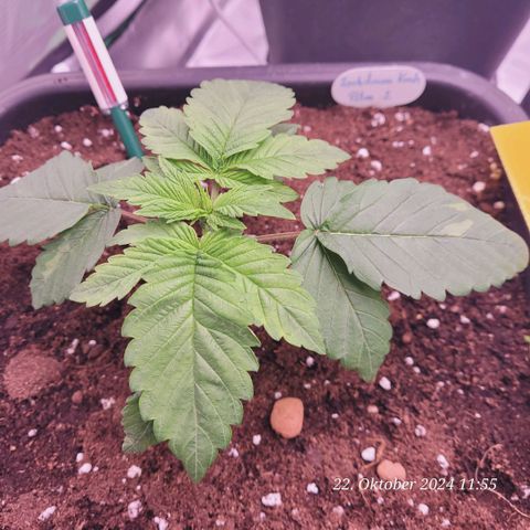 Lockdown Kush 2 Petra  growlog photo: Voll im um Topf Stress die arme 