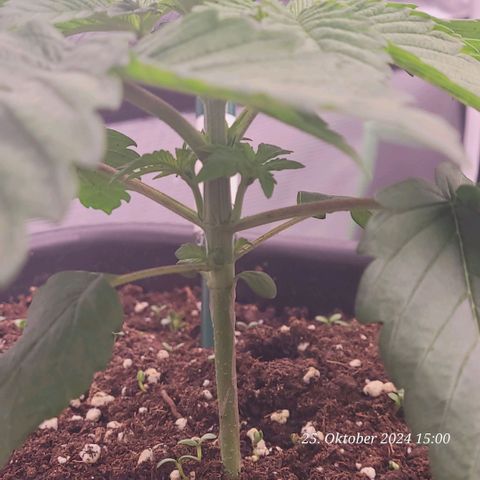 Lockdown Kush 2 Petra  growlog timeline photo