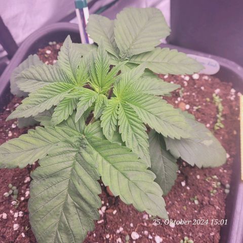 Lockdown Kush 2 Petra  growlog timeline photo