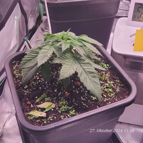 Lockdown Kush 2 Petra  growlog timeline photo