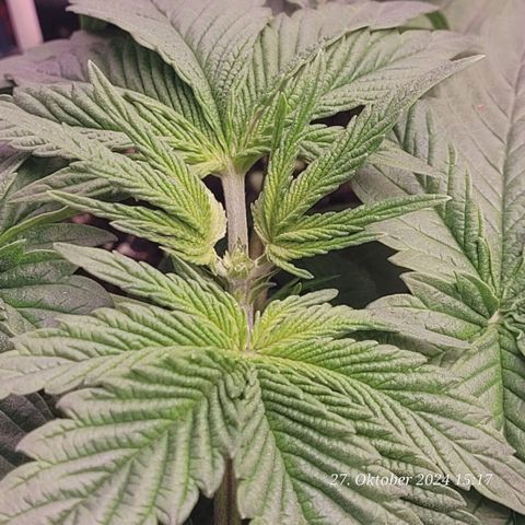 Lockdown Kush 2 Petra  growlog timeline photo