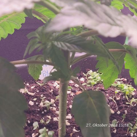 Lockdown Kush 2 Petra  growlog timeline photo
