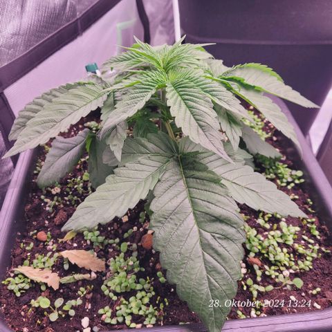 Lockdown Kush 2 Petra  growlog timeline photo