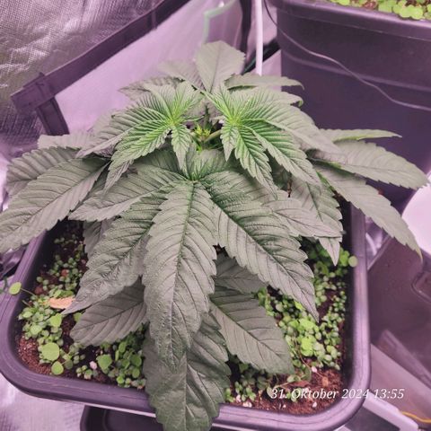 Lockdown Kush 2 Petra  growlog timeline photo