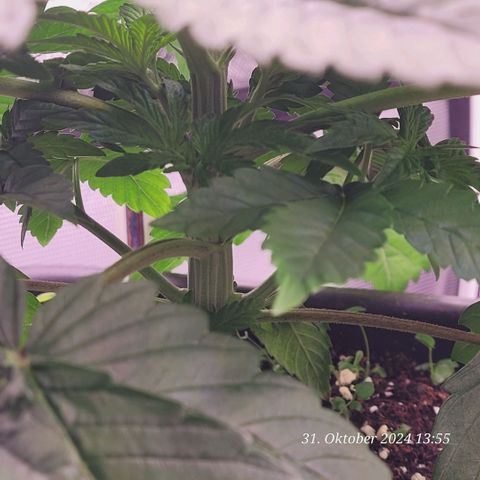 Lockdown Kush 2 Petra  growlog timeline photo