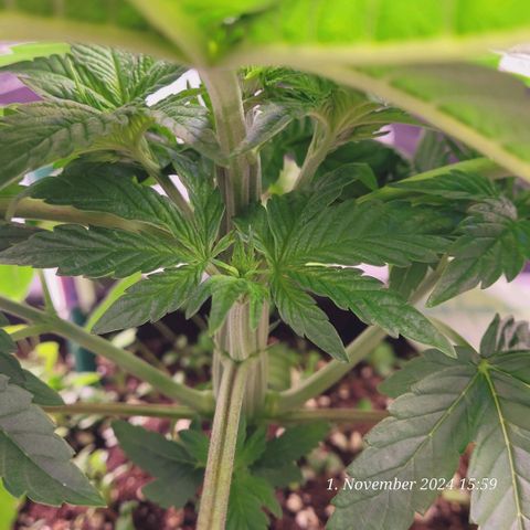 Lockdown Kush 2 Petra  growlog timeline photo