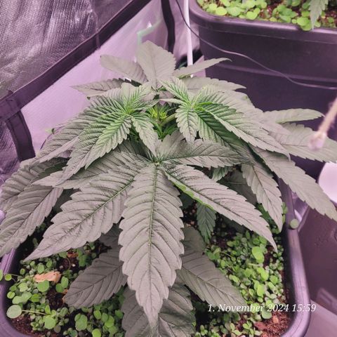 Lockdown Kush 2 Petra  growlog timeline photo