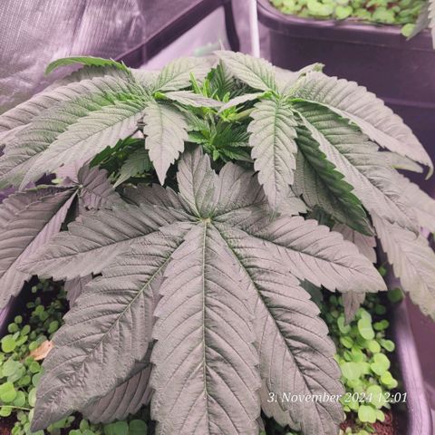 Lockdown Kush 2 Petra  growlog timeline photo
