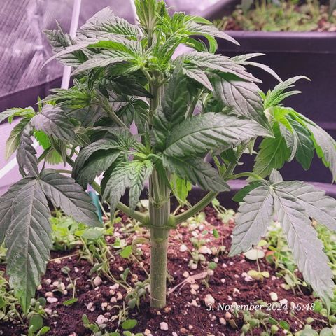 Lockdown Kush 2 Petra  growlog timeline photo