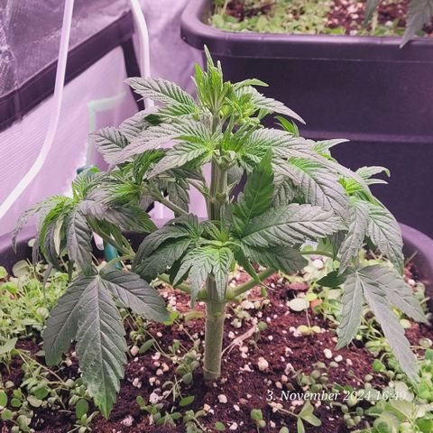 Lockdown Kush 2 Petra  growlog timeline photo