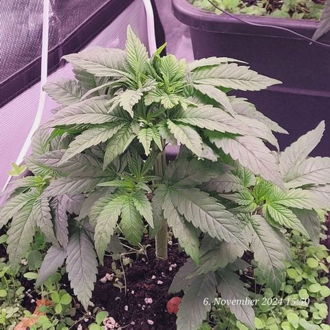 Lockdown Kush 2 Petra  growlog timeline photo