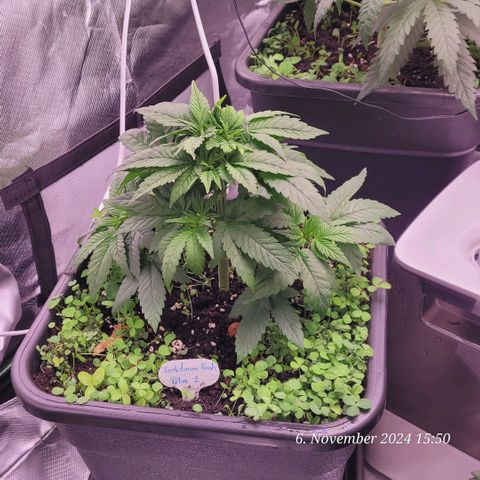 Lockdown Kush 2 Petra  growlog timeline photo
