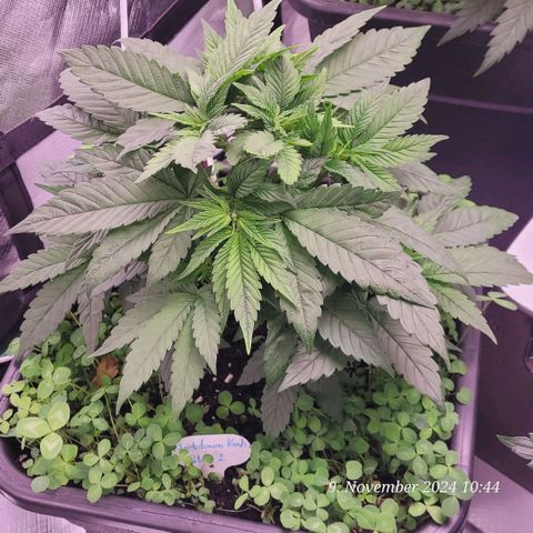 Lockdown Kush 2 Petra  growlog timeline photo