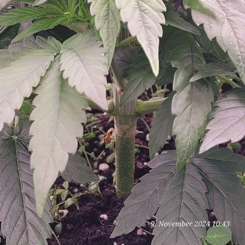 Lockdown Kush 2 Petra  growlog timeline photo
