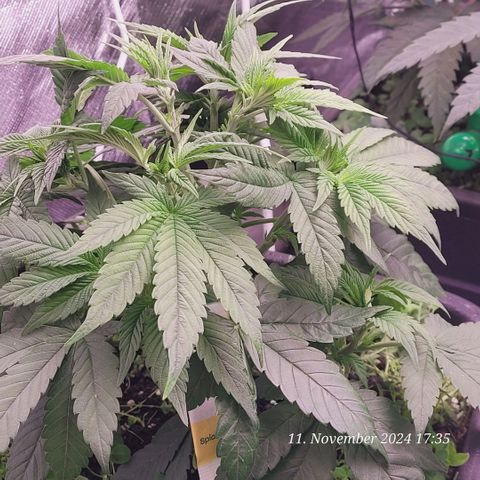 Lockdown Kush 2 Petra  growlog timeline photo