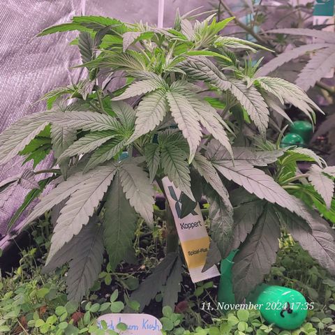 Lockdown Kush 2 Petra  growlog timeline photo