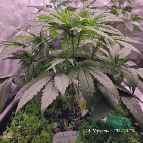 Lockdown Kush 2 Petra  growlog timeline photo