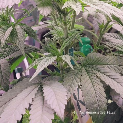 Lockdown Kush 2 Petra  growlog timeline photo