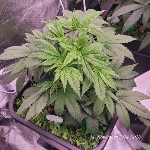 Lockdown Kush 2 Petra  growlog timeline photo