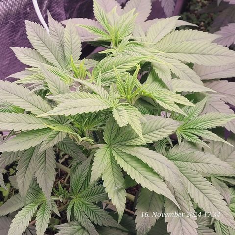 Lockdown Kush 2 Petra  growlog timeline photo
