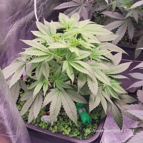 Lockdown Kush 2 Petra  growlog timeline photo