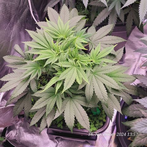 Lockdown Kush 2 Petra  growlog timeline photo